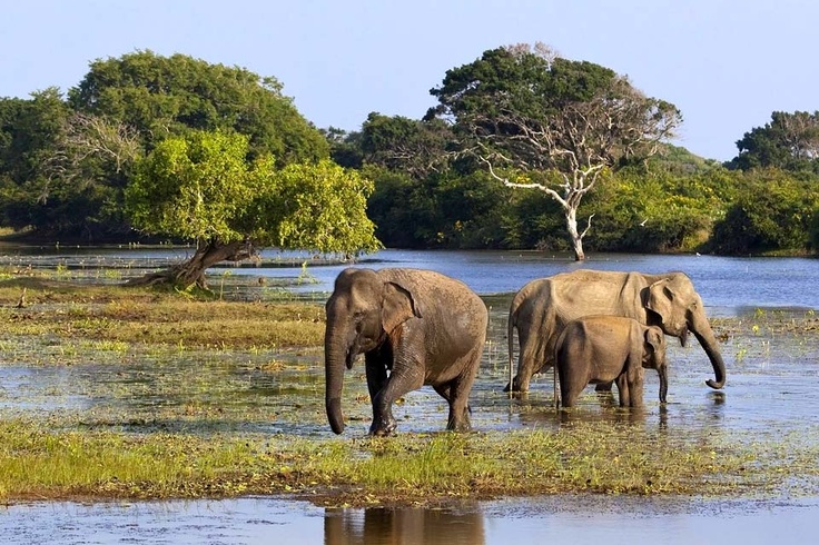 #yala #srilanka